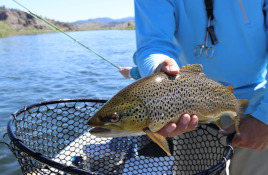 Delta Ebro Fishing Delta Ebro Fishing